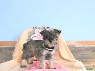 Miniature Schnauzer dogs Precious - Ad 25