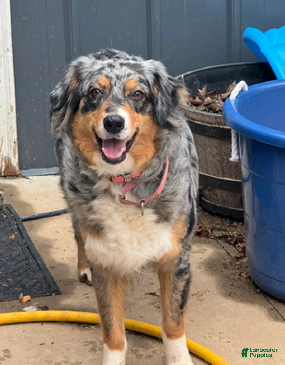 Australian Shepherd dogs for sale: Bo and Reece - Ad 3