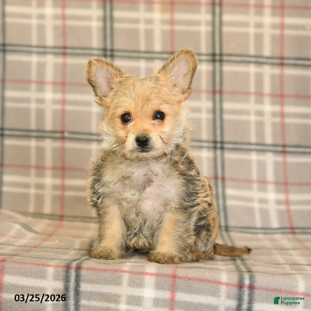 Morkie dogs for sale: Beauty - Ad 5