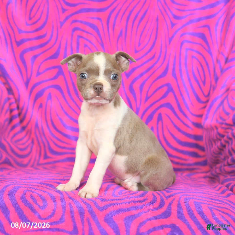 Boston Terrier dogs Lilac - Ad 2