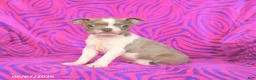 Boston Terrier dogs for sale: Lilac - Ad 2