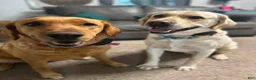 Labrador Retriever dogs for sale: Walt - Ad 3