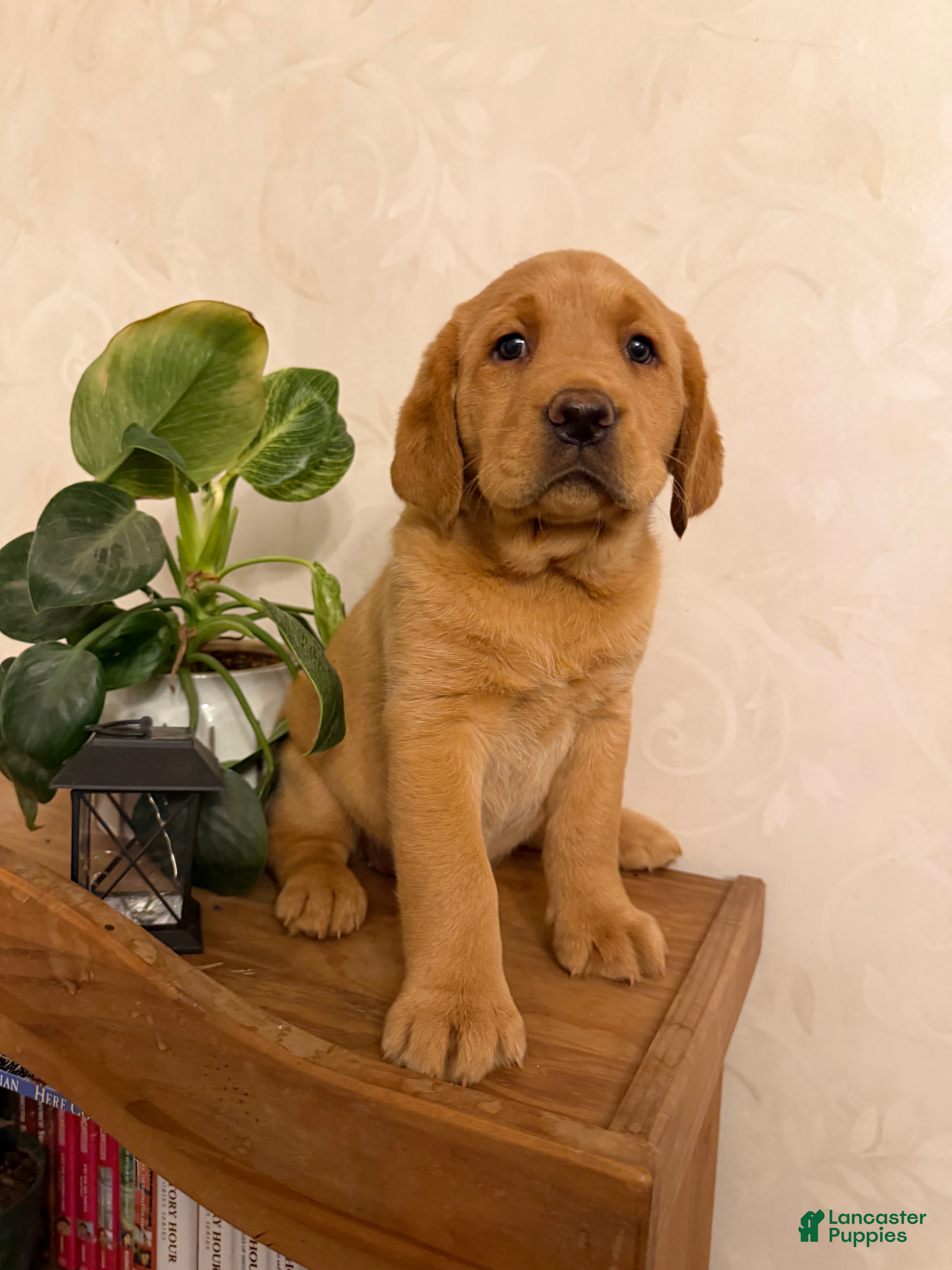 Labrador Retriever dogs Mandy - Ad 1
