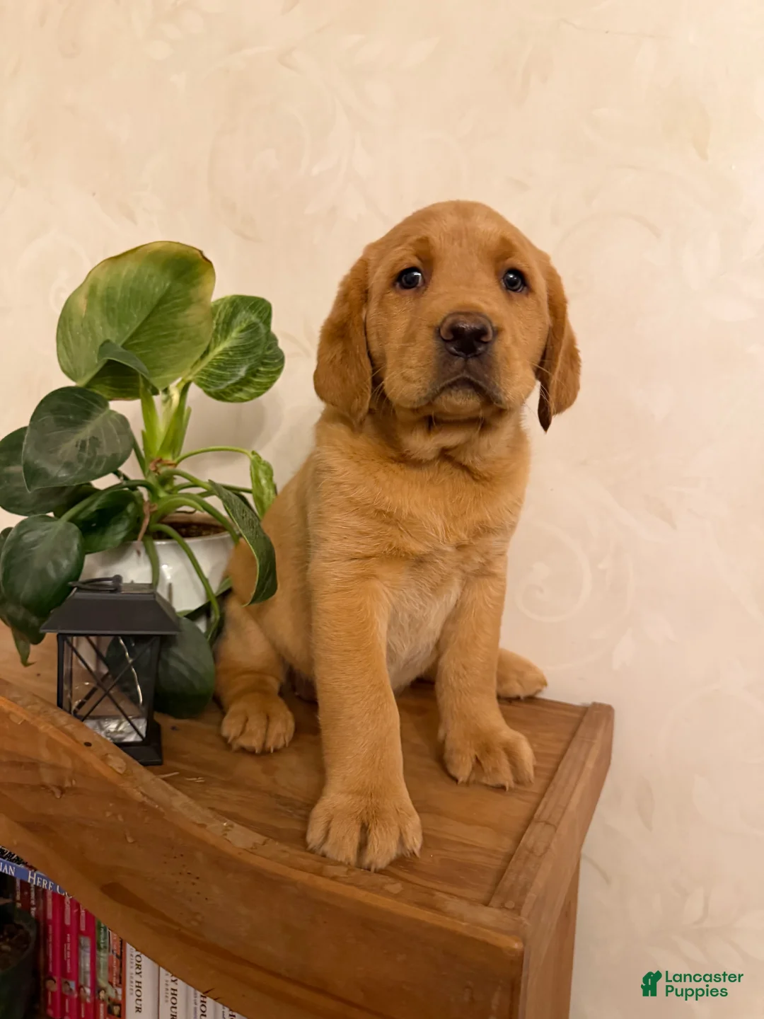 Labrador Retriever dogs for sale: Mandy - Ad 1
