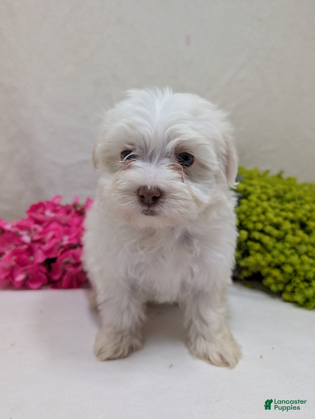 Havanese dogs for sale: Macy - Ad 8