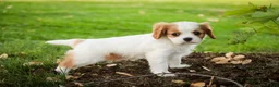 Cavalier King Charles Spaniel dogs for sale: Lars - Ad 6