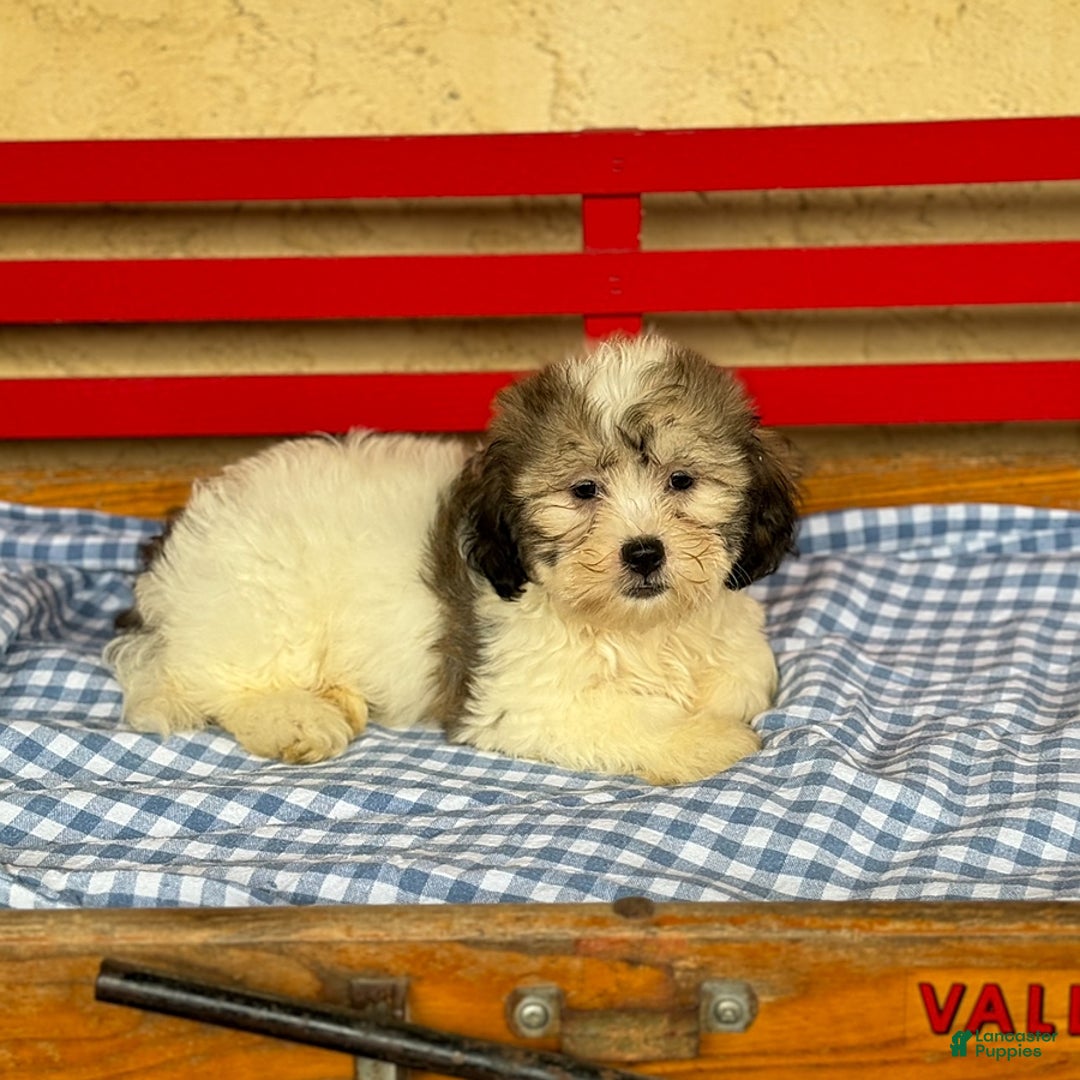 Teddy Bear dogs for sale: Denver - Ad 2