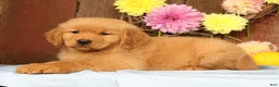 Golden Retriever dogs for sale: Harmony - Ad 8
