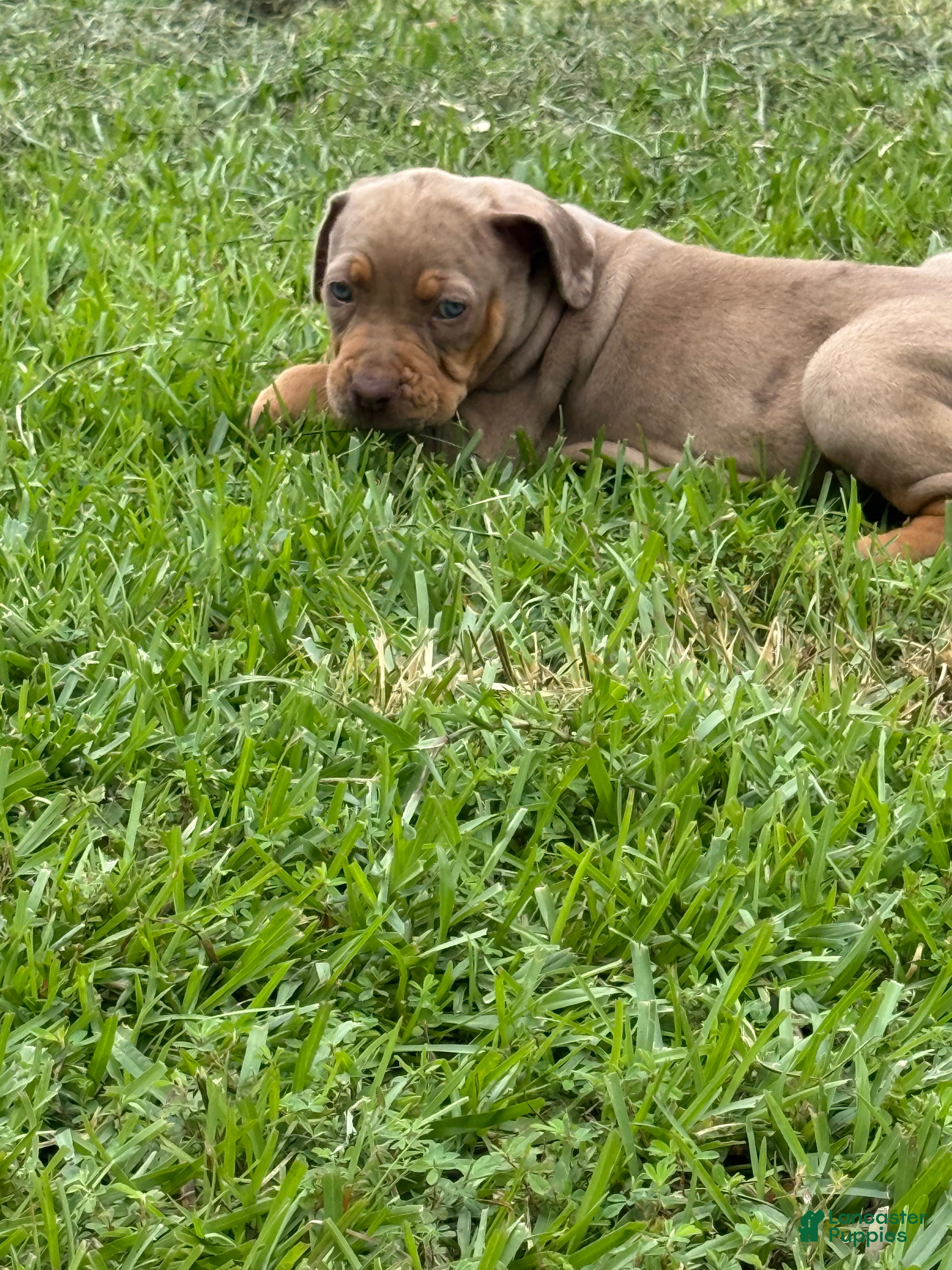 Catahoula Leopard Dog dogs Tan Girl - Ad 2