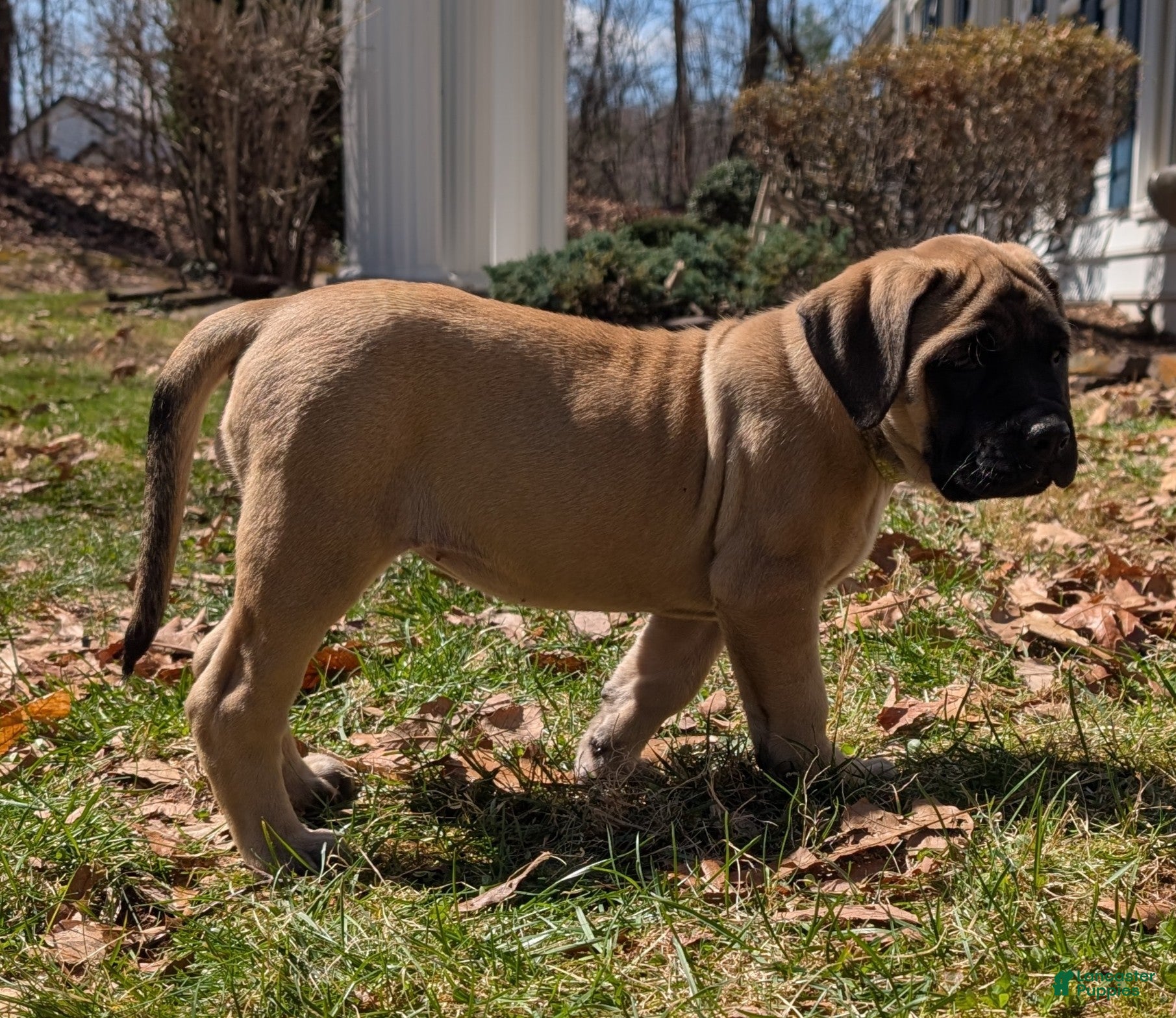English Mastiff dogs Finley - Ad 15