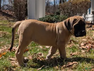English Mastiff dogs Finley - Ad 15