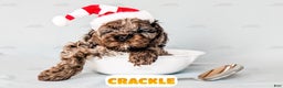 Cockapoo dogs for sale: Crackle - Ad 6