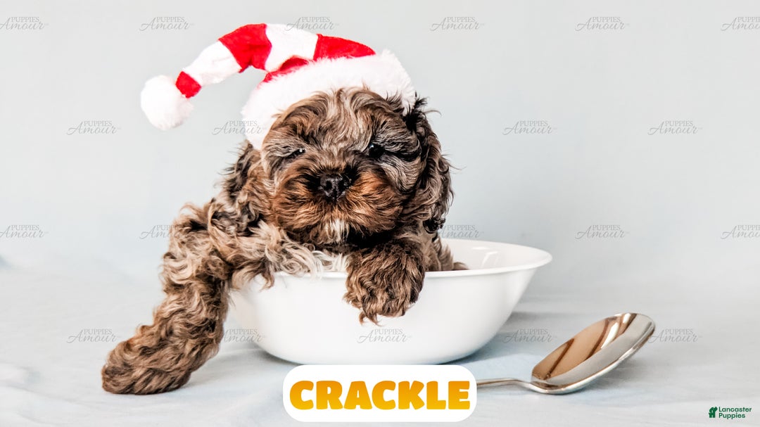 Cockapoo dogs for sale: Crackle - Ad 6