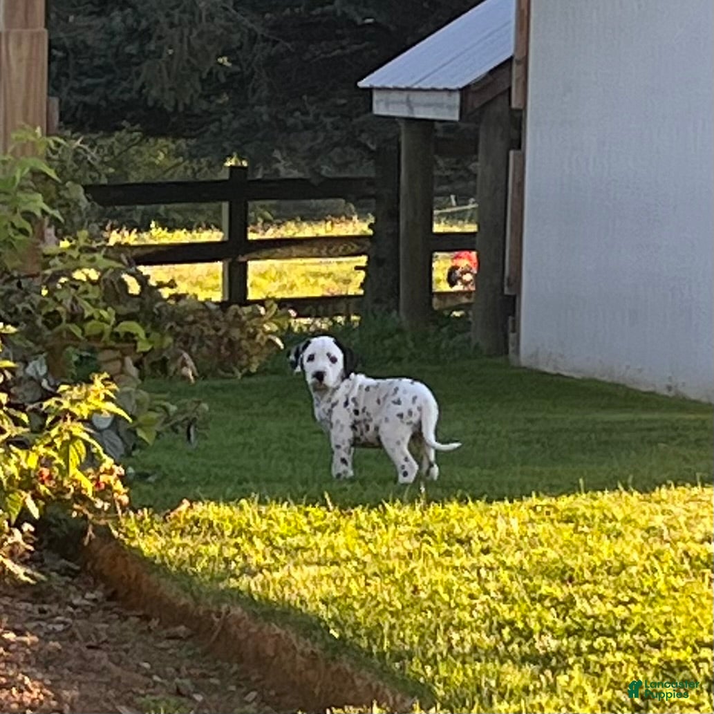 Dalmatian dogs for sale: Rex❤️Akc Genetic Health Tested  - Ad 2