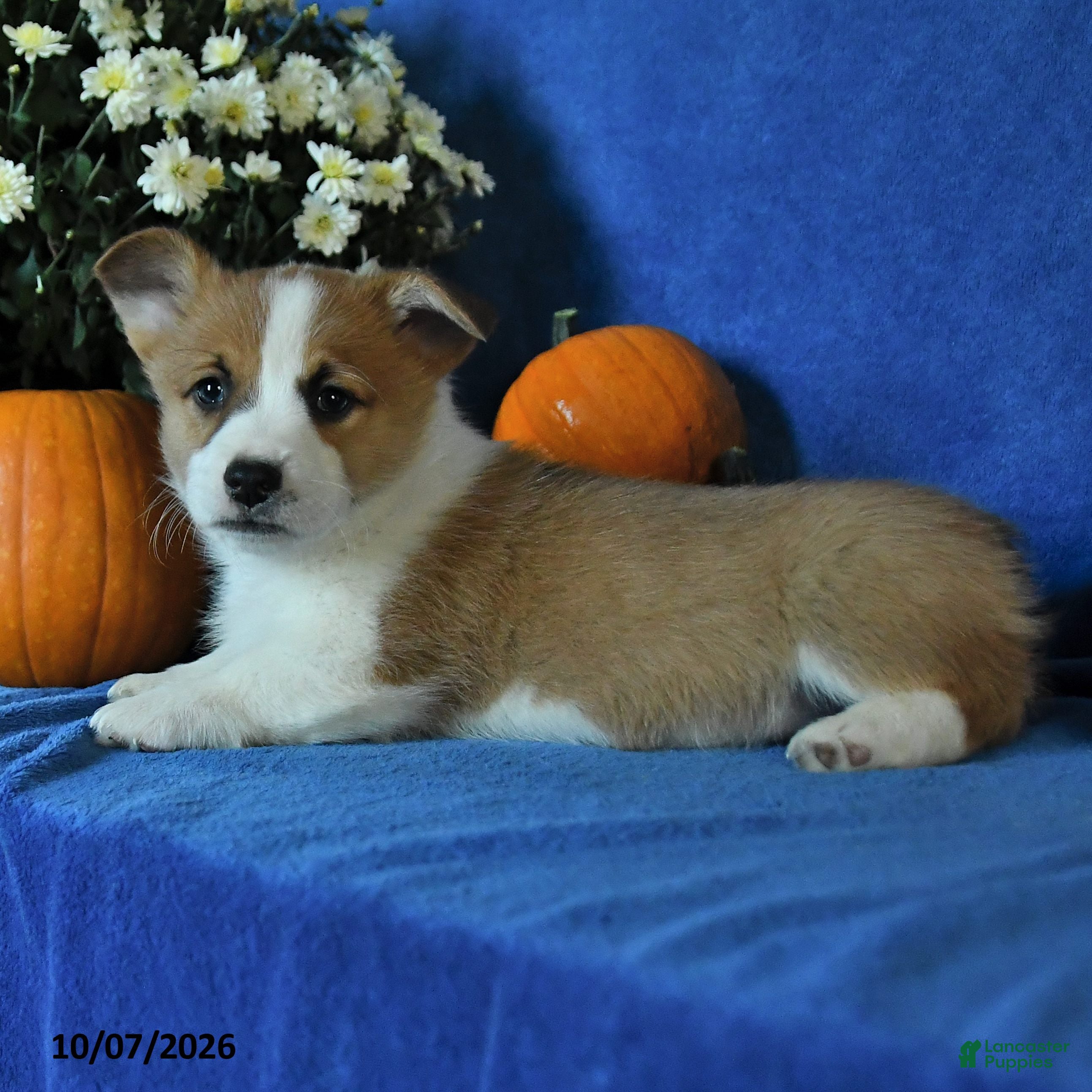 Welsh Corgi Pembroke dogs Kalvin - Ad 2