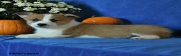 Welsh Corgi Pembroke dogs for sale: Kalvin - Ad 2