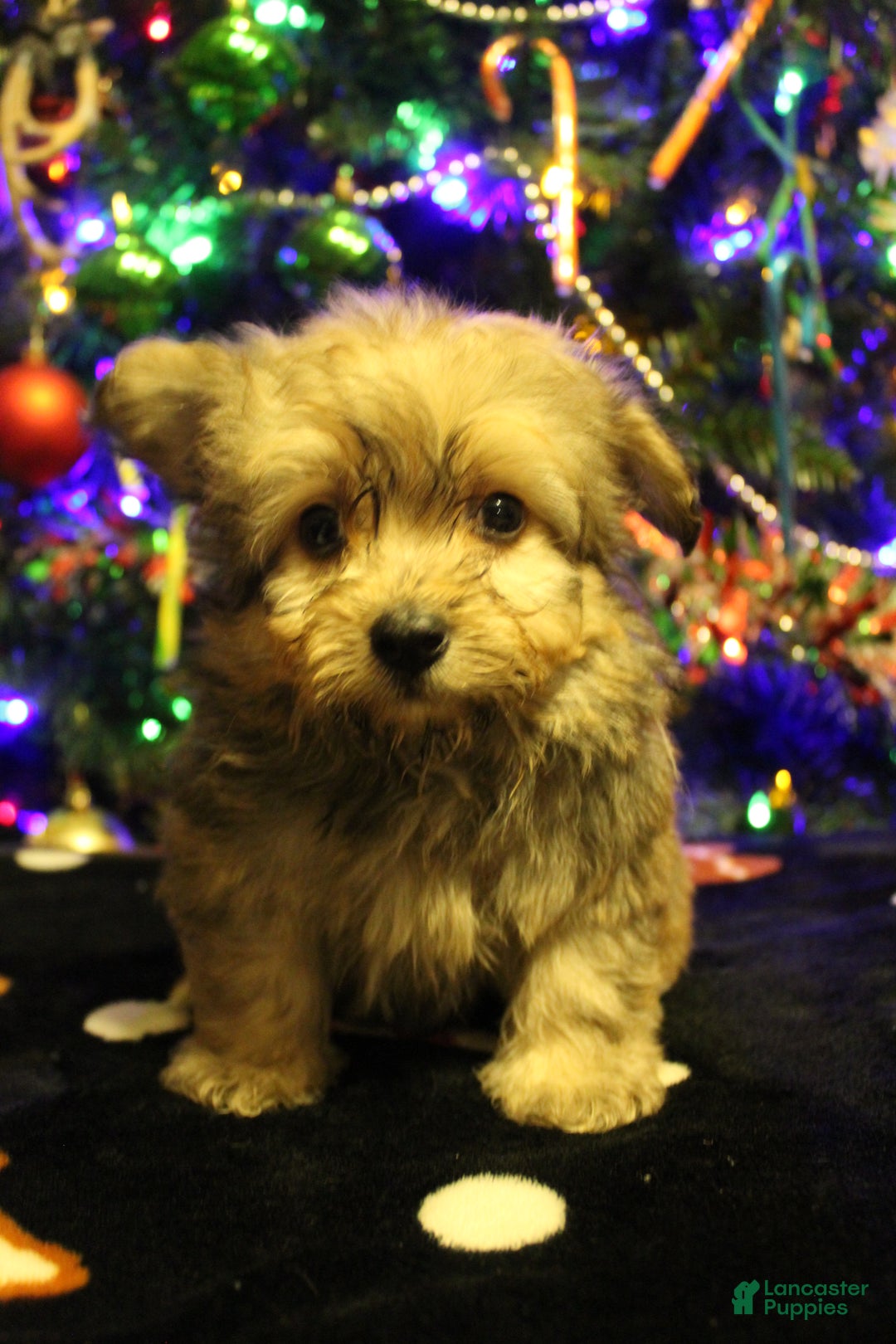 Pomapoo dogs for sale: Peanut - Ad 4