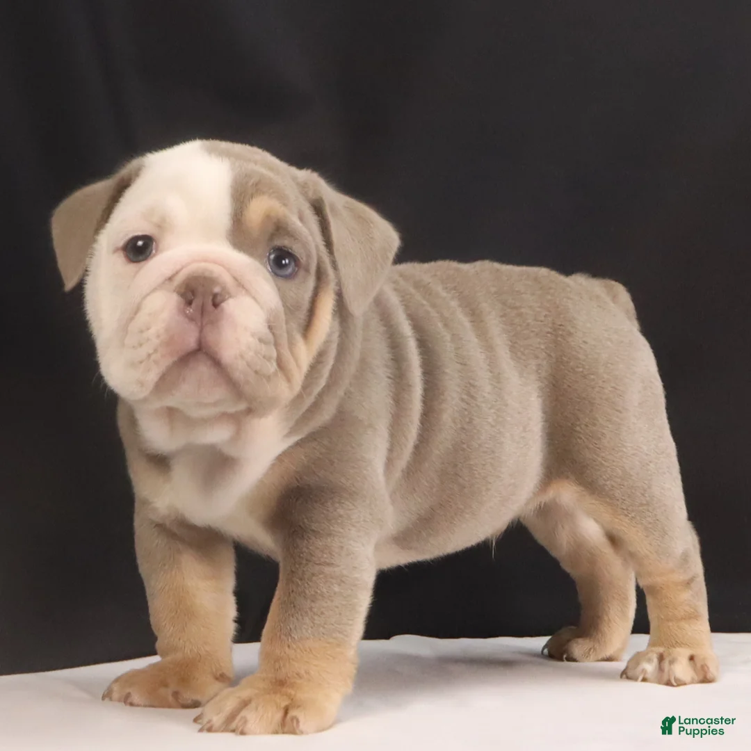 English Bulldog dogs for sale: Toby - Ad 4