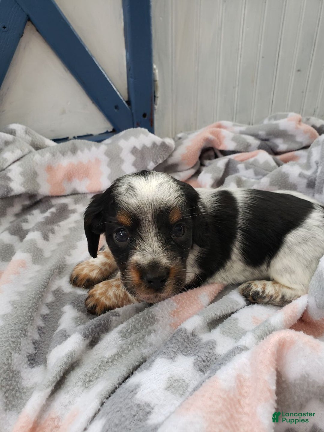 Miniature Dachshund dogs for sale: Ginseng  - Ad 5