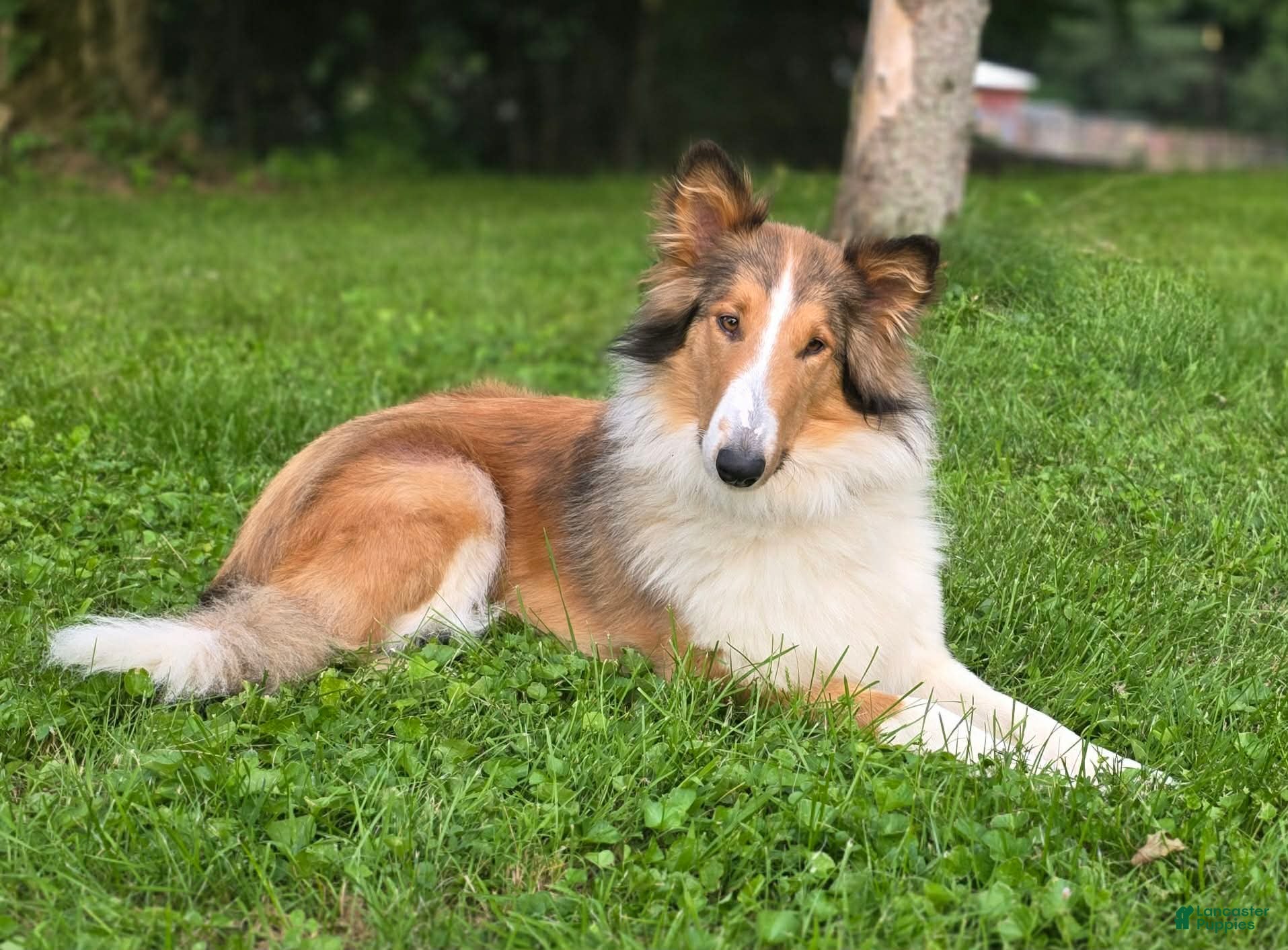 Collie dogs Collie Puppy 7 - Ad 2