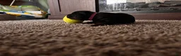 Mixed Breed dogs for sale: Mars - Ad 3