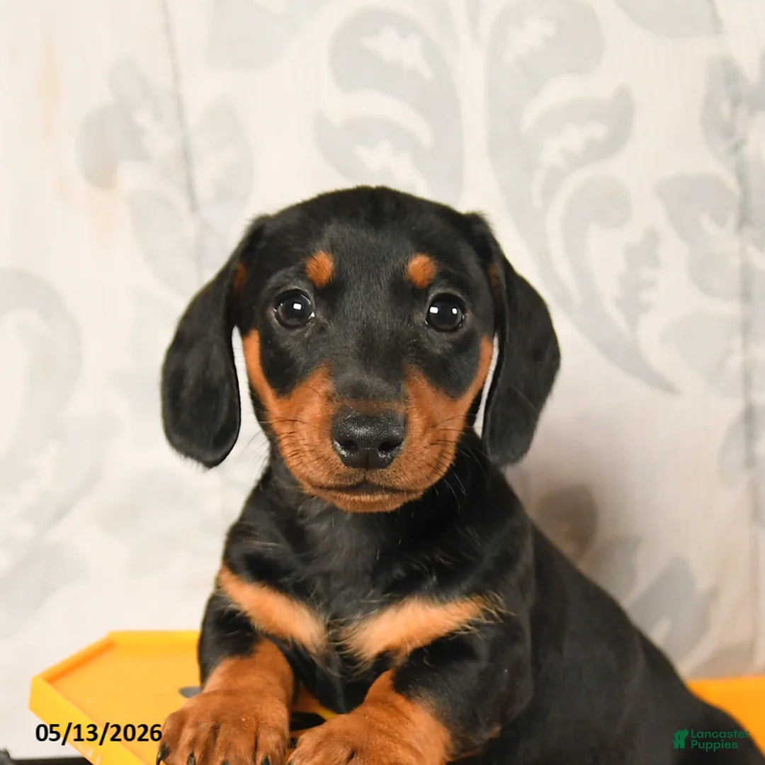 Miniature Dachshund dogs for sale: Larry - Ad 5