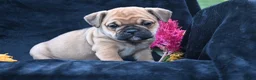 Mixed Breed dogs for sale: Princess - Ad 3