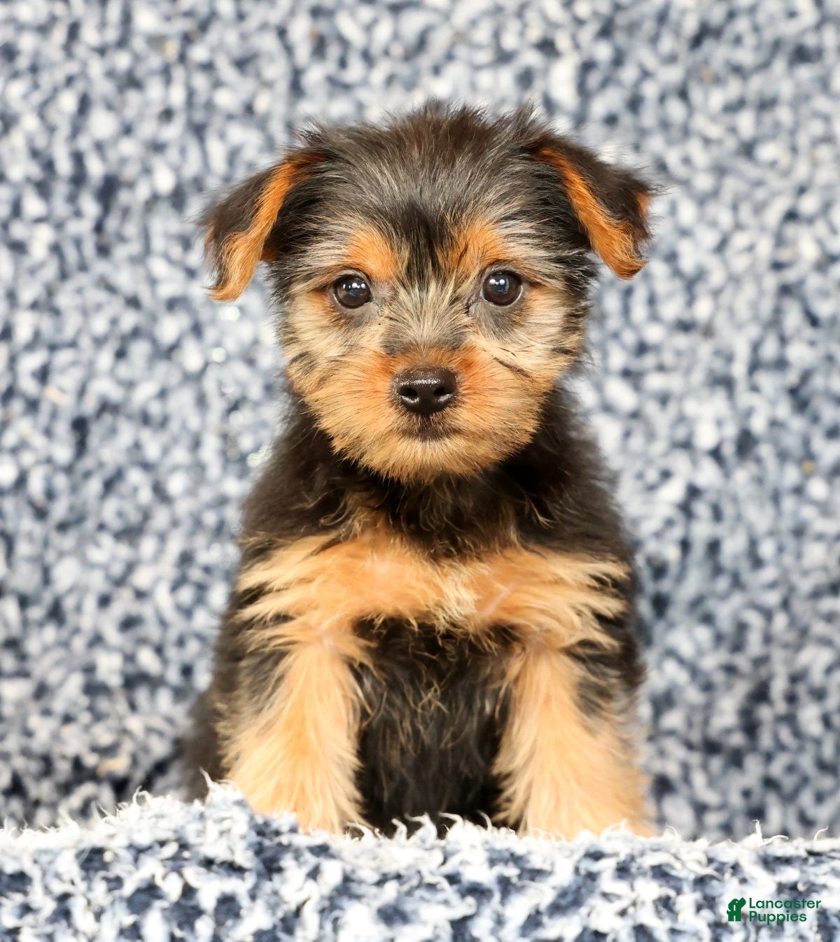 Yorkshire Terrier dogs Allison - Ad 2