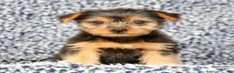 Yorkshire Terrier dogs for sale: Allison - Ad 2