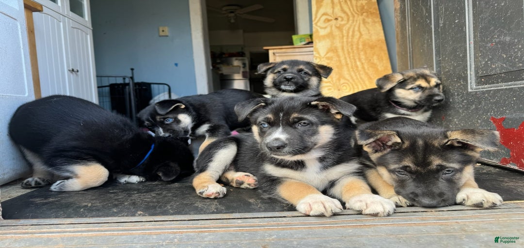 Gallery Image {{count}}