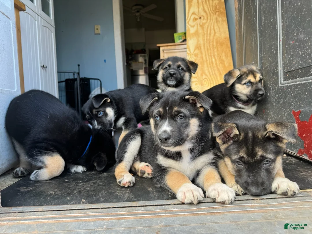 Gallery Image {{count}}