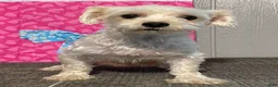 Maltese dogs for sale: Archie - Ad 6