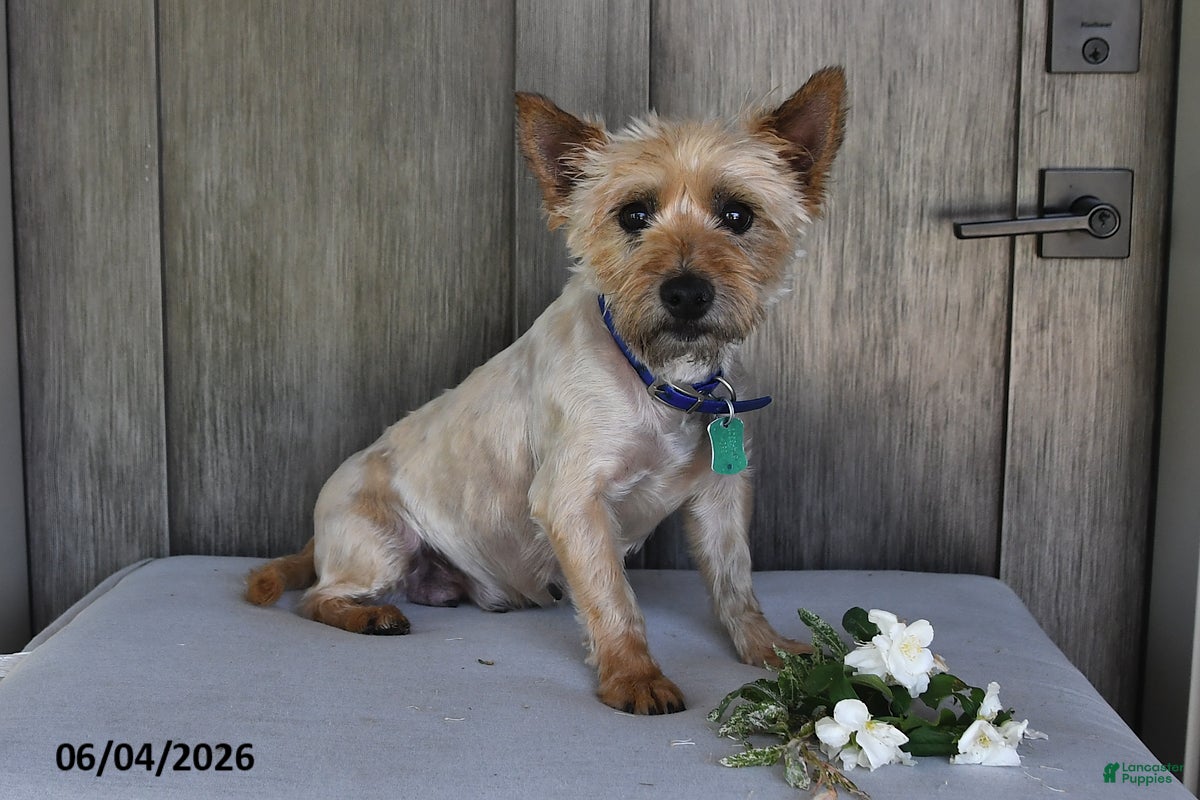 Cairn Terrier dogs for sale: Julliette - Ad 6