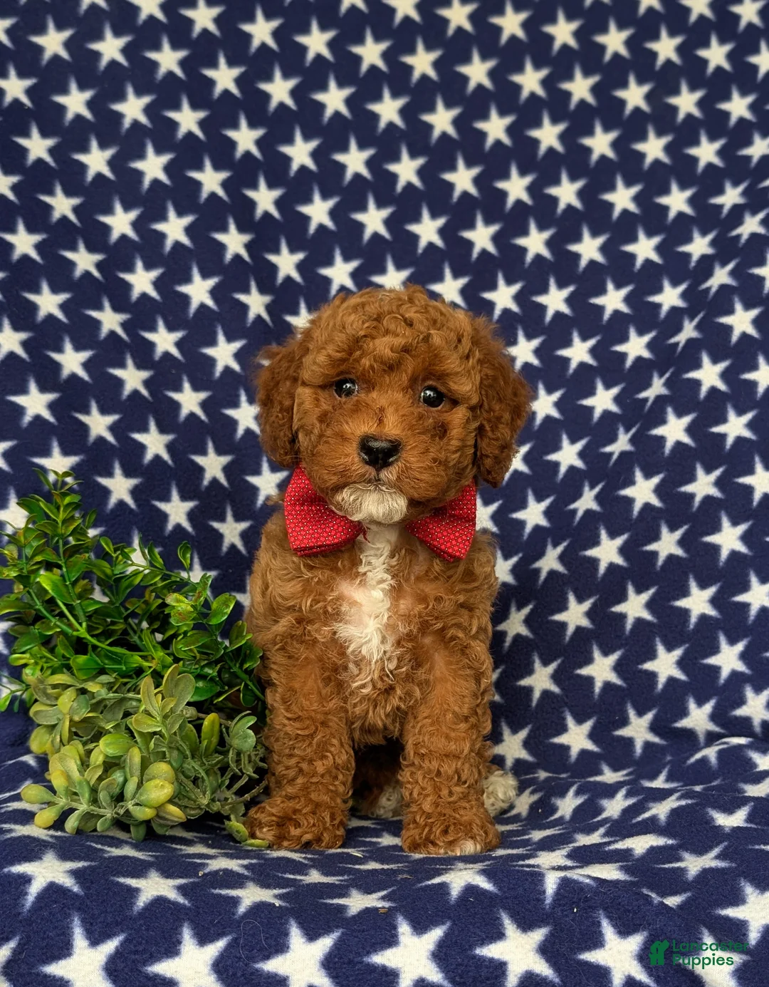 Miniature Poodle dogs for sale: Scooter - Ad 2