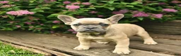 French Bulldog dogs for sale: Lacey - Ad 3