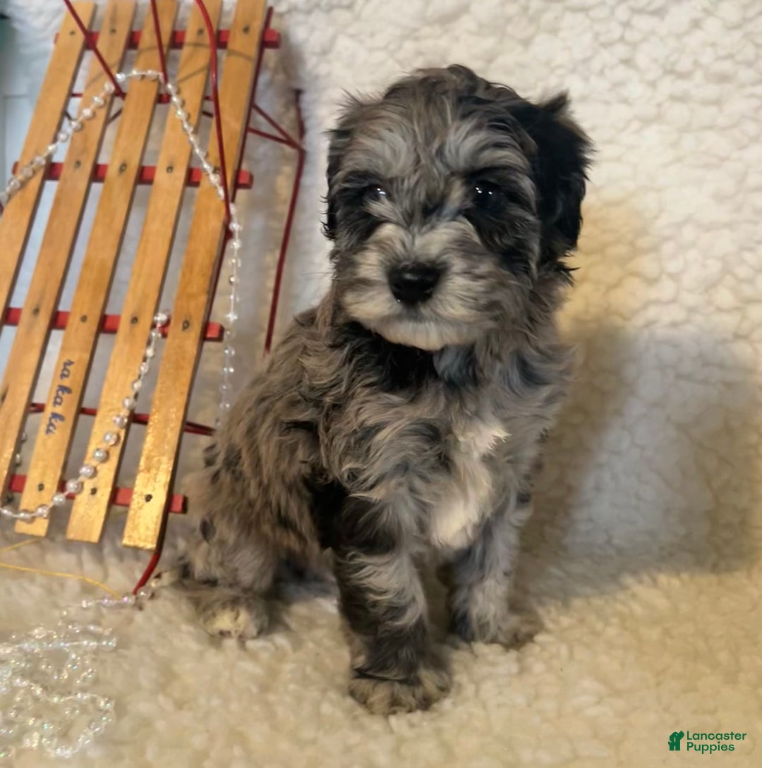 Whoodle dogs for sale: Patch - Ad 1