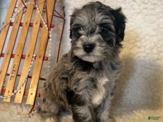 Whoodle dogs Patch - Ad 1