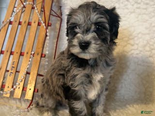 Whoodle dogs Patch - Ad 6