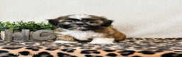 Shih Tzu dogs for sale: Patches - Ad 1