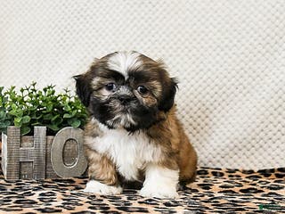 Shih Tzu dogs Patches - Ad 13