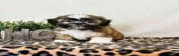 Shih Tzu dogs for sale: Patches - Ad 1