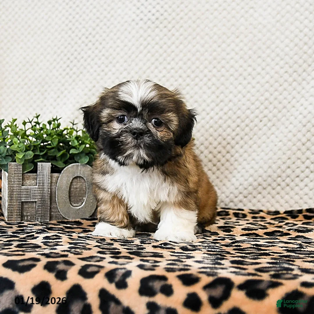 Shih Tzu dogs for sale: Patches - Ad 1