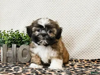 Shih Tzu dogs Patches - Ad 30