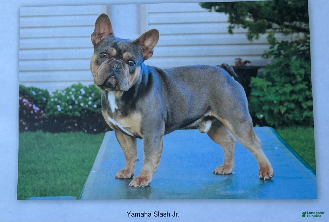 French Bulldog dogs for sale: Titan - Ad 5