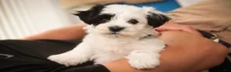 Havanese dogs for sale: Penny Havanese  - Ad 13