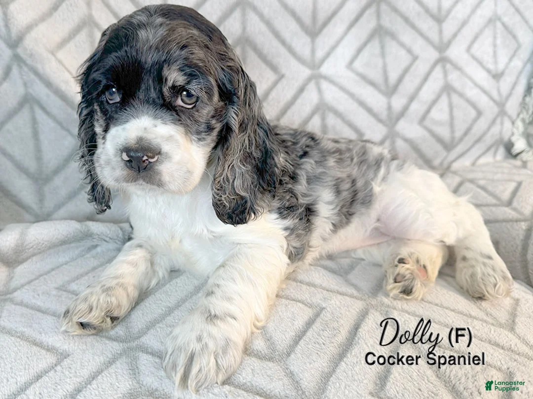 Cocker Spaniel dogs for sale: Dolly - Ad 1