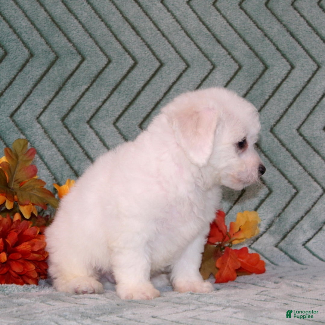 Bichon Frise dogs for sale: Unicorn - Ad 4