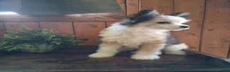 Chinese Crested dogs for sale: Chinese Crested 1 - Ad 6