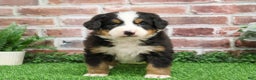 Bernese Mountain Dog dogs for sale: Nutcracker  - Ad 8