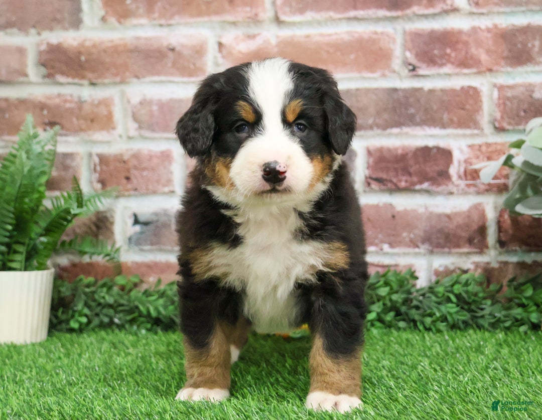 Bernese Mountain Dog dogs for sale: Nutcracker  - Ad 8